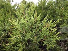 Juniperus-foetidissima_гнёзда ЮММ